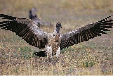 拟真二战RTS《战争之人2》发售，首周购买享免费升级